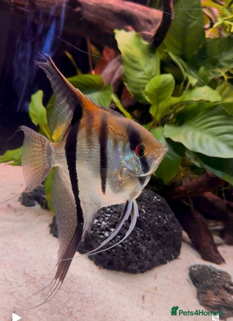 Angelfish fish - Advert 7