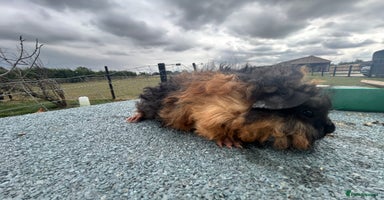 Guinea Pig rodents in Goole - Advert 5