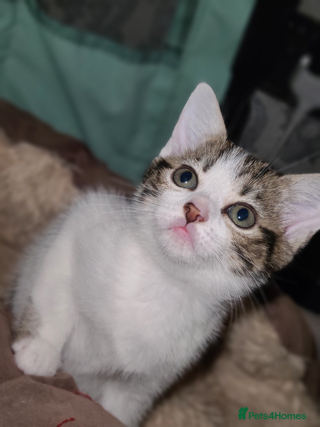 Mixed Breed cats for sale: 3 beautiful kittens - Advert 3