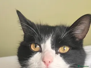 Mixed Breed cats Loving gentle girl - Advert 9