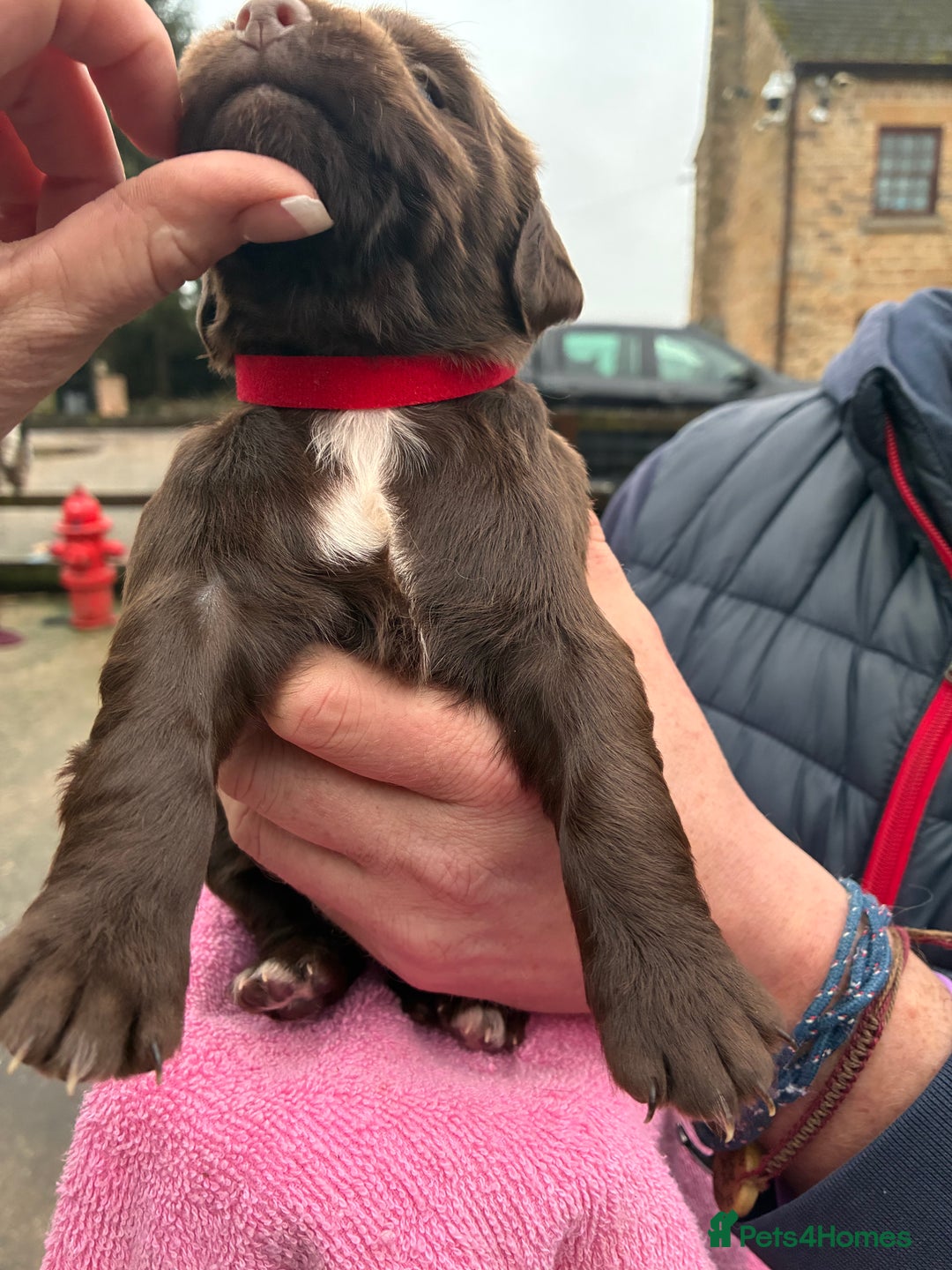 Cocker Spaniel dogs for sale: True working Cocker Spaniels docked  - Advert 19