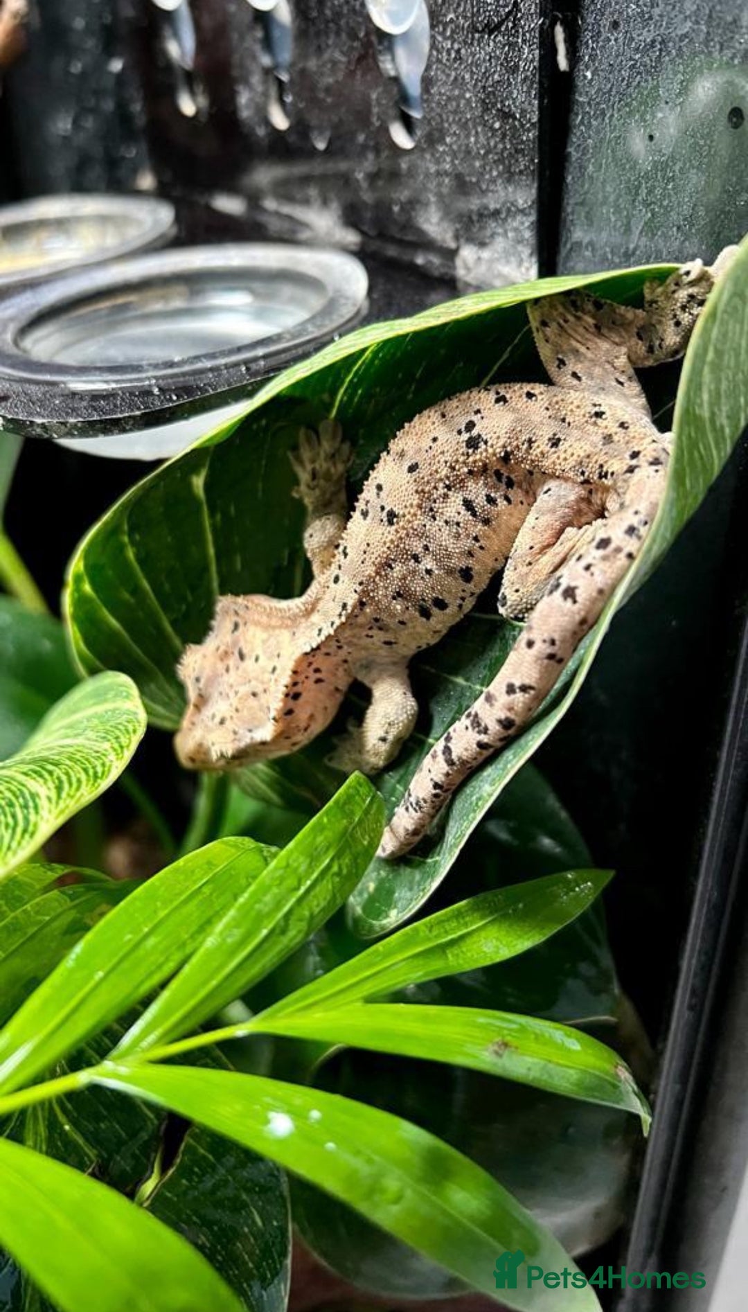 Gecko reptiles for sale: Super Dalmatian Crested Gecko - Advert 3