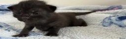 Mixed Breed cats for sale: 7 Long Haired Black Kittens - Advert 4