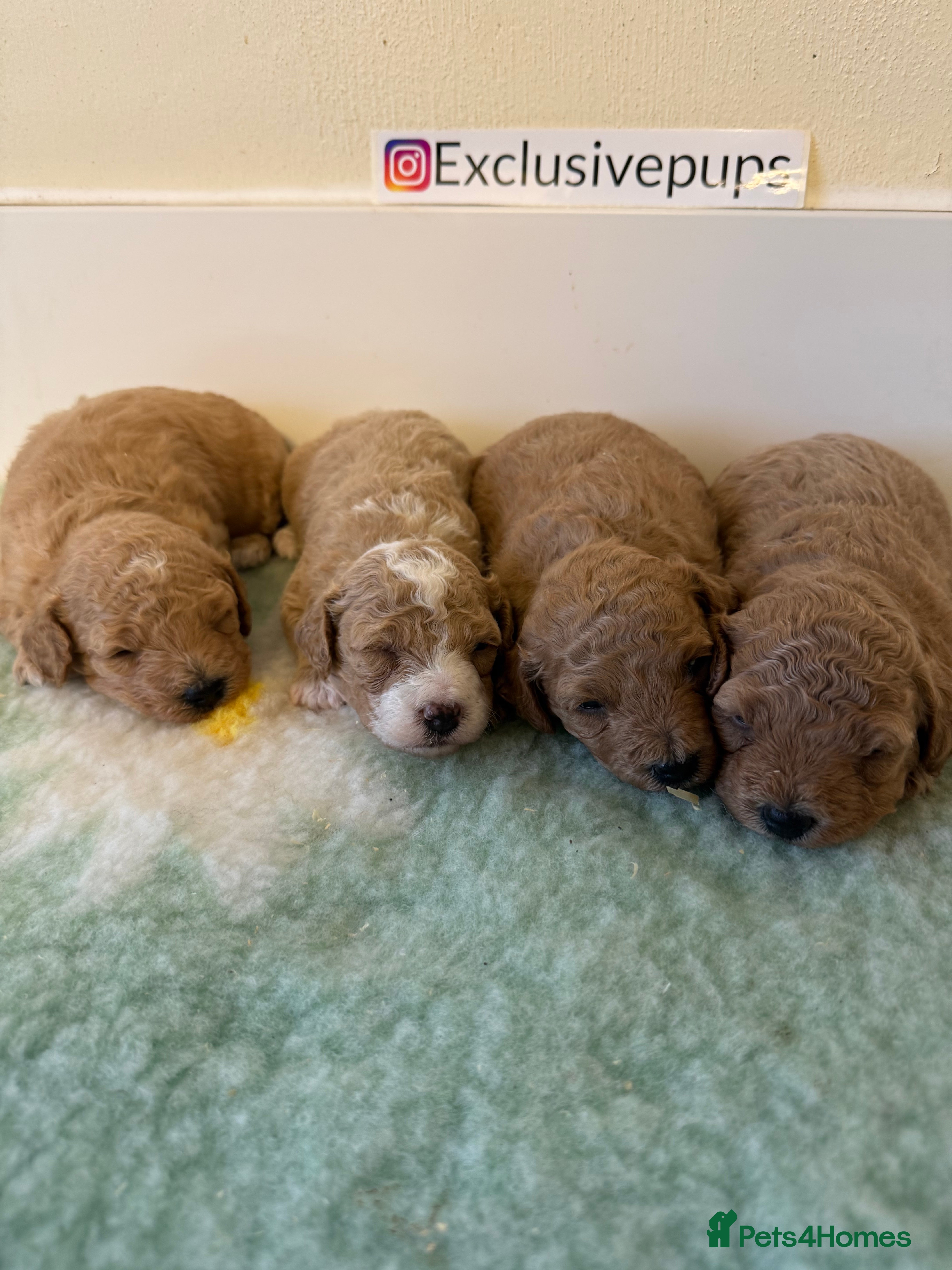 Miniature Poodle dogs 🧬✅KENNEL CLUB REGISTERED MINIATURE POODLES   - Advert 6