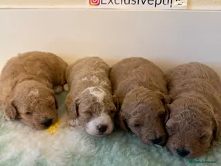 Miniature Poodle dogs 🧬✅KENNEL CLUB REGISTERED MINIATURE POODLES - Advert 6