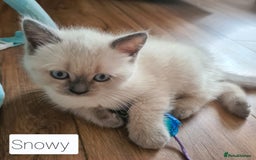 British Shorthair cats for sale: Beautiful British shorthair kittens - Image 22