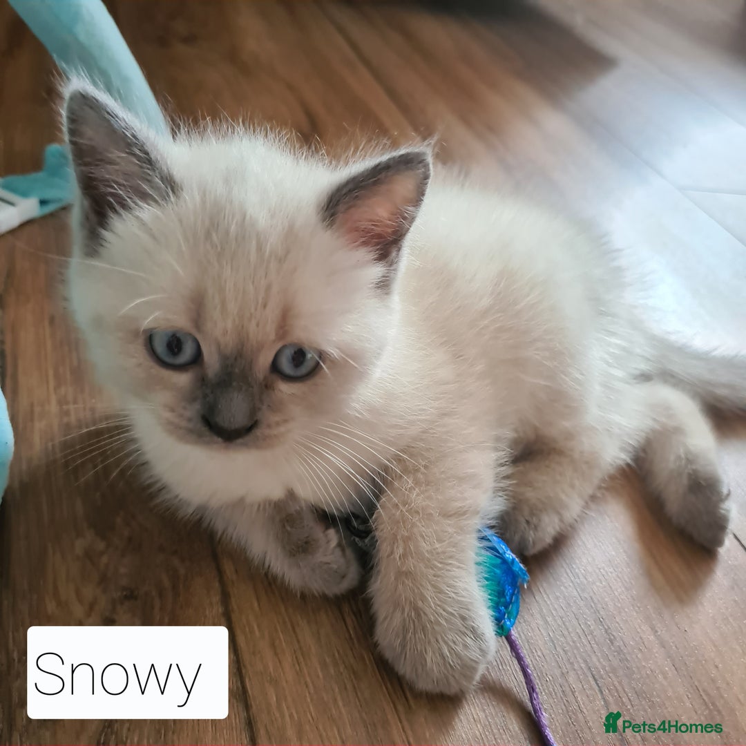 British Shorthair cats for sale: Beautiful British shorthair kittens - Image 22