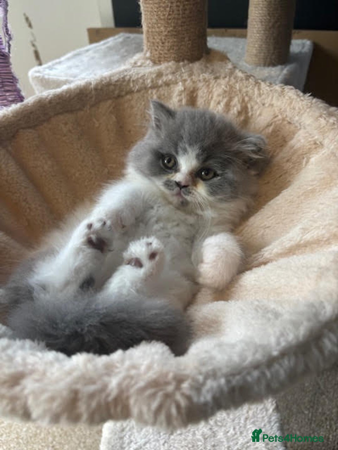 British Shorthair cats for sale: GCCF British Shorthair Kittens - Image 5
