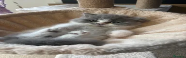 British Longhair Kitten Blue Harliquin