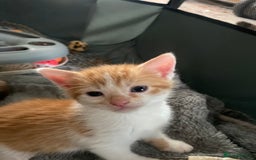 Mixed Breed cats for sale: Fluffy ginger & short fur calico 🐱🤩 - Image 9