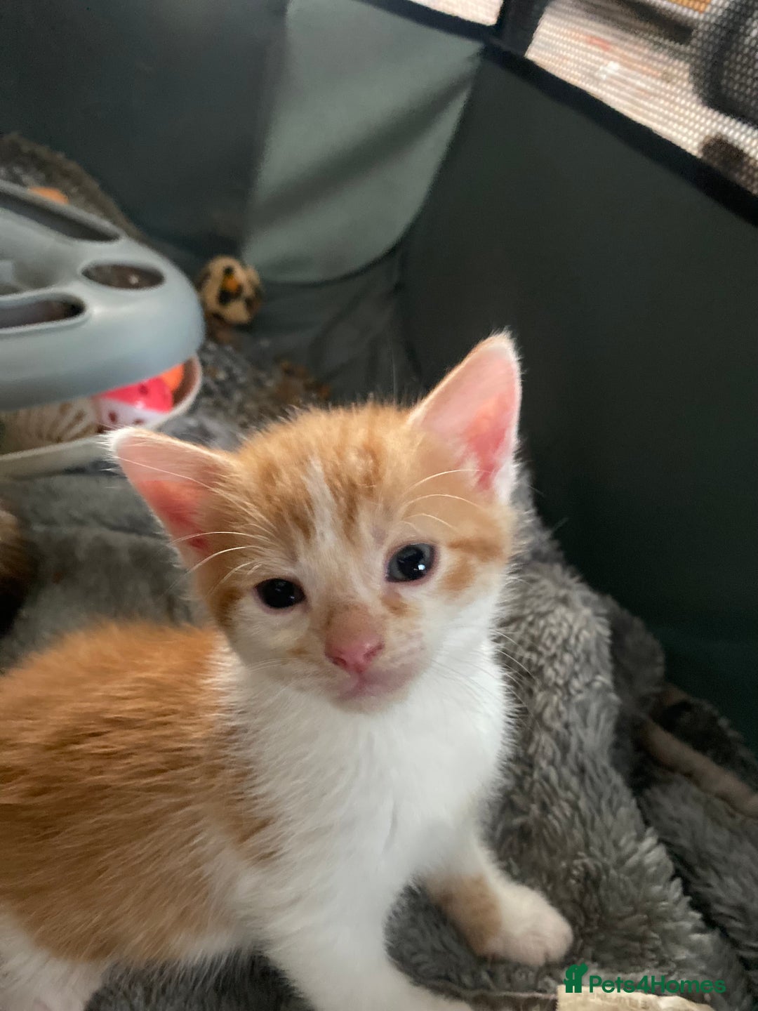 Mixed Breed cats for sale: Fluffy ginger & short fur calico 🐱🤩 - Image 9