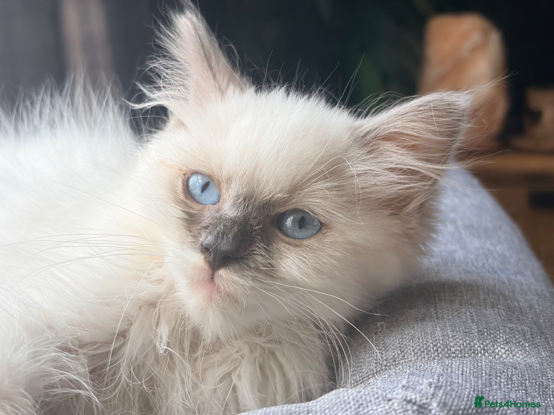 Ragdoll cats 🐾💙 GORGEOUS RAGDOLL KITTENS  - Advert 16