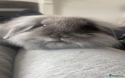 Lionhead rabbits for sale: Male baby lion head rabbit and mini lop  - Image 2