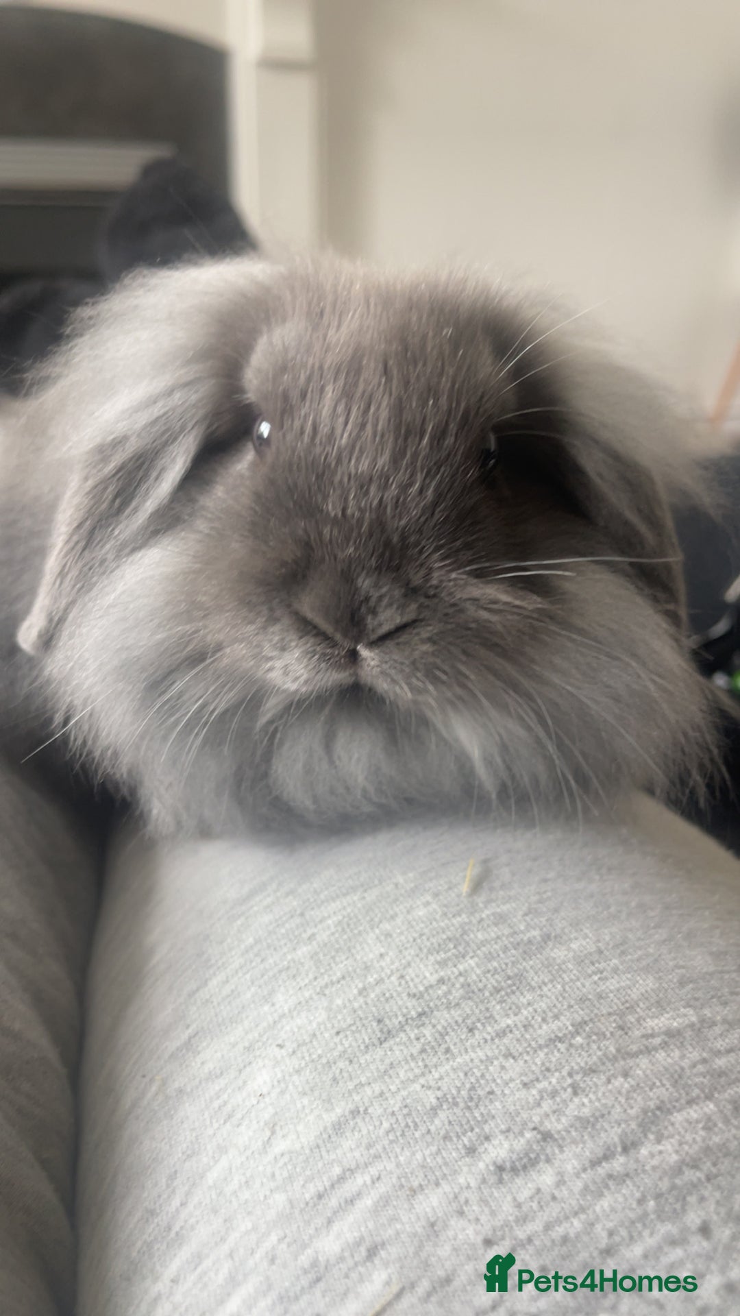 Lionhead rabbits for sale: Male baby lion head rabbit and mini lop  - Image 2