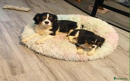 Cavalier King Charles Spaniel dogs for sale: Beautiful quality kc registered cavalier puppies  - Image 34