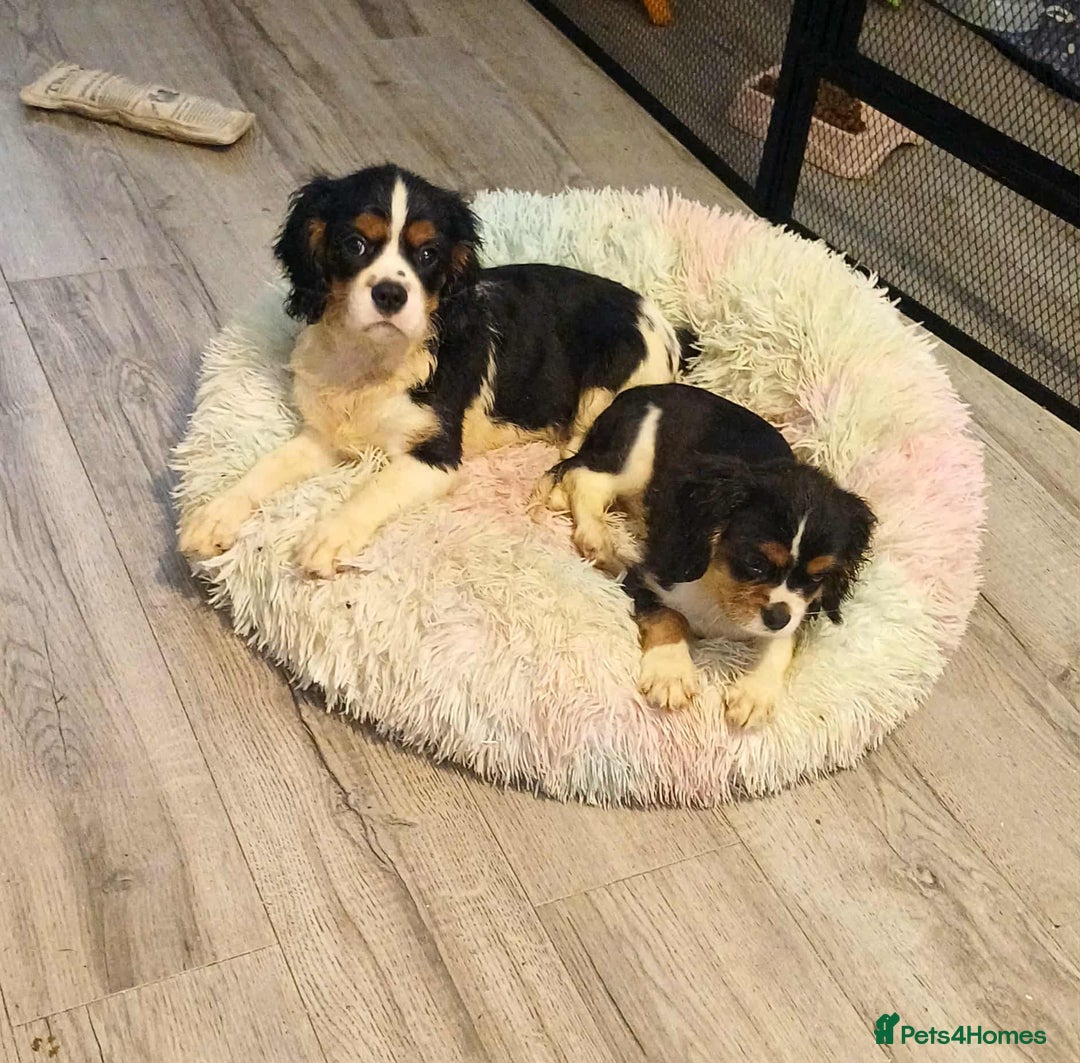 Cavalier King Charles Spaniel dogs for sale: Beautiful quality kc registered cavalier puppies  - Image 34