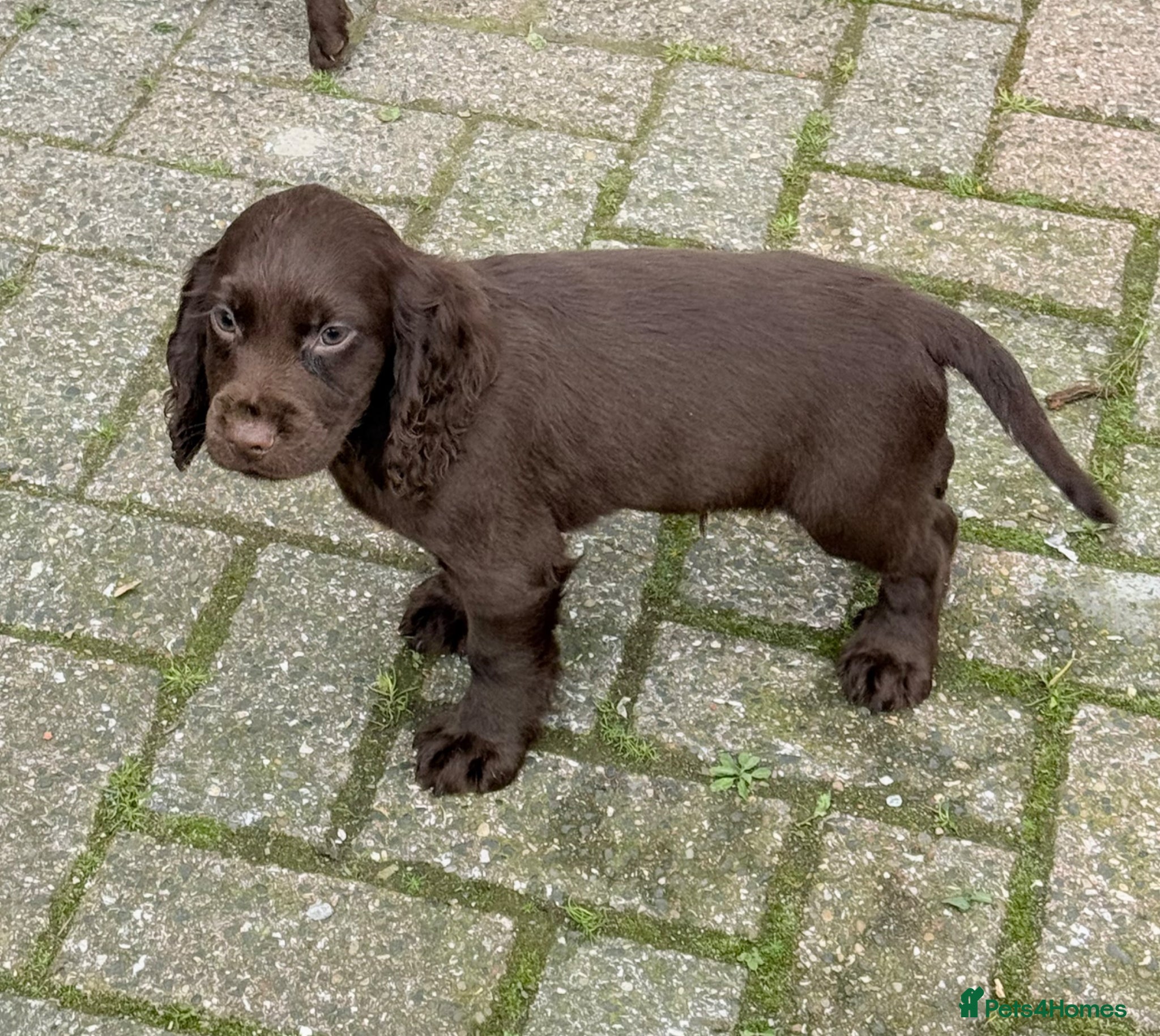 Cocker Spaniel dogs for sale: Cocker spaniel puppies  - Advert 7