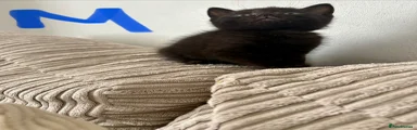 Mixed Breed Kitten 2