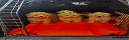 Miniature Poodle dogs for sale: FOUR BEAUTIFUL APRICOT MINIATURE POODLE PUPPIES - Advert 8