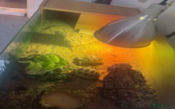 Hermann Tortoise reptiles for sale: 2 tortoises for sale  - Image 2