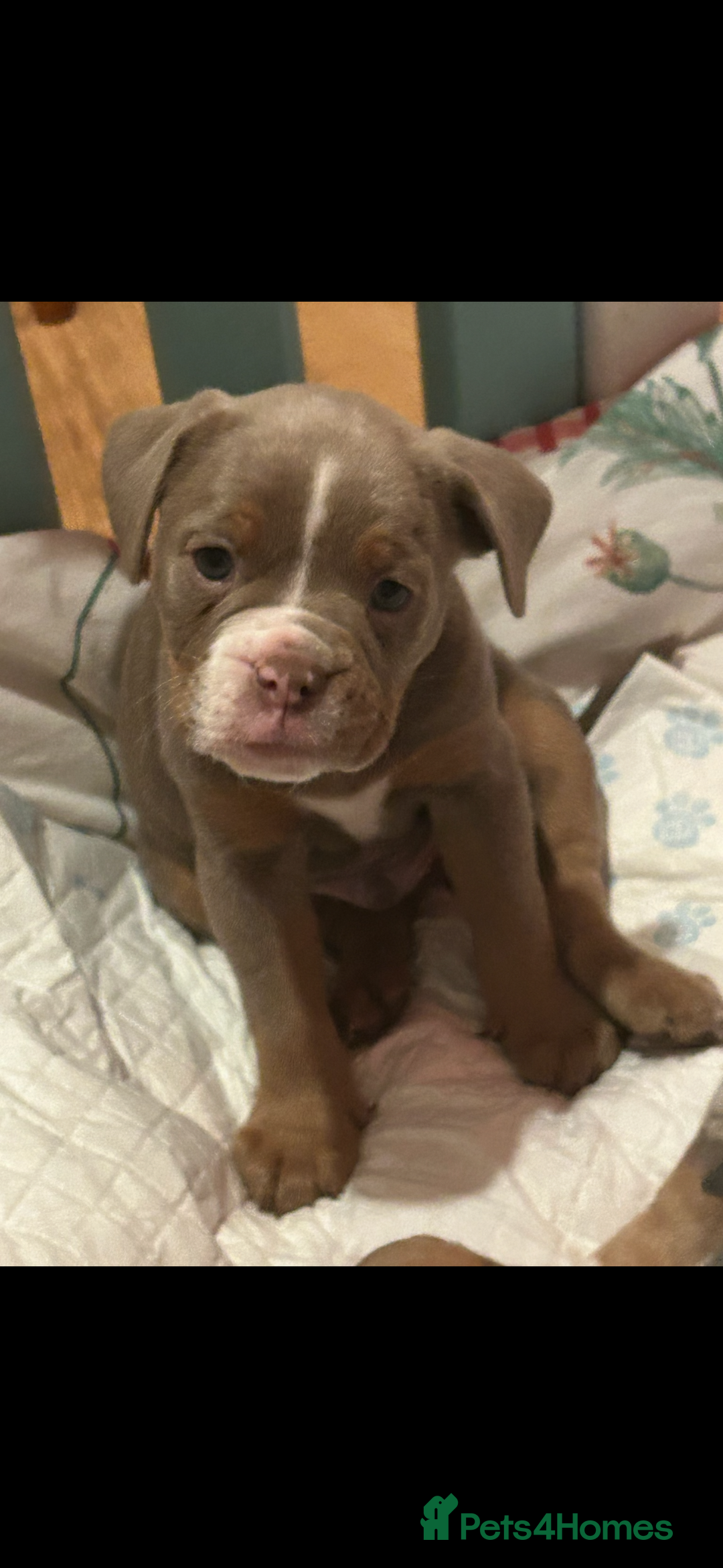 Old Tyme Bulldog dogs for sale: Old Tyme Bulldog Puppies - Advert 6