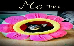 Chihuahua dogs for sale: Pure bred Chihuahua puppies - Image 36