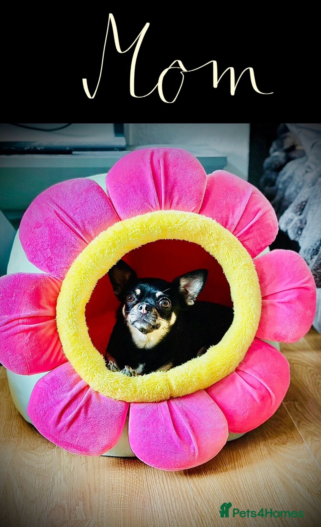 Chihuahua dogs for sale: Pure bred Chihuahua puppies - Image 36