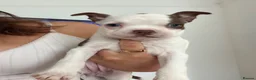 Boston Terrier dogs for sale: Boston terrier puppies. - Advert 2