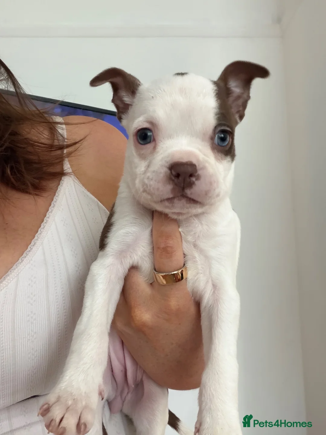 Boston Terrier dogs for sale: Boston terrier puppies. - Advert 2