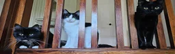Mixed Breed cats for sale: 3 beautiful male cats - Advert 1