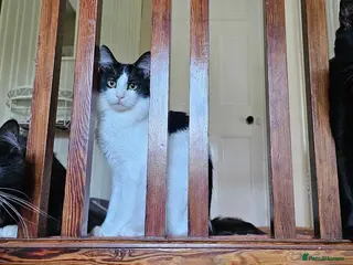 Mixed Breed cats 3 beautiful male cats - Advert 1