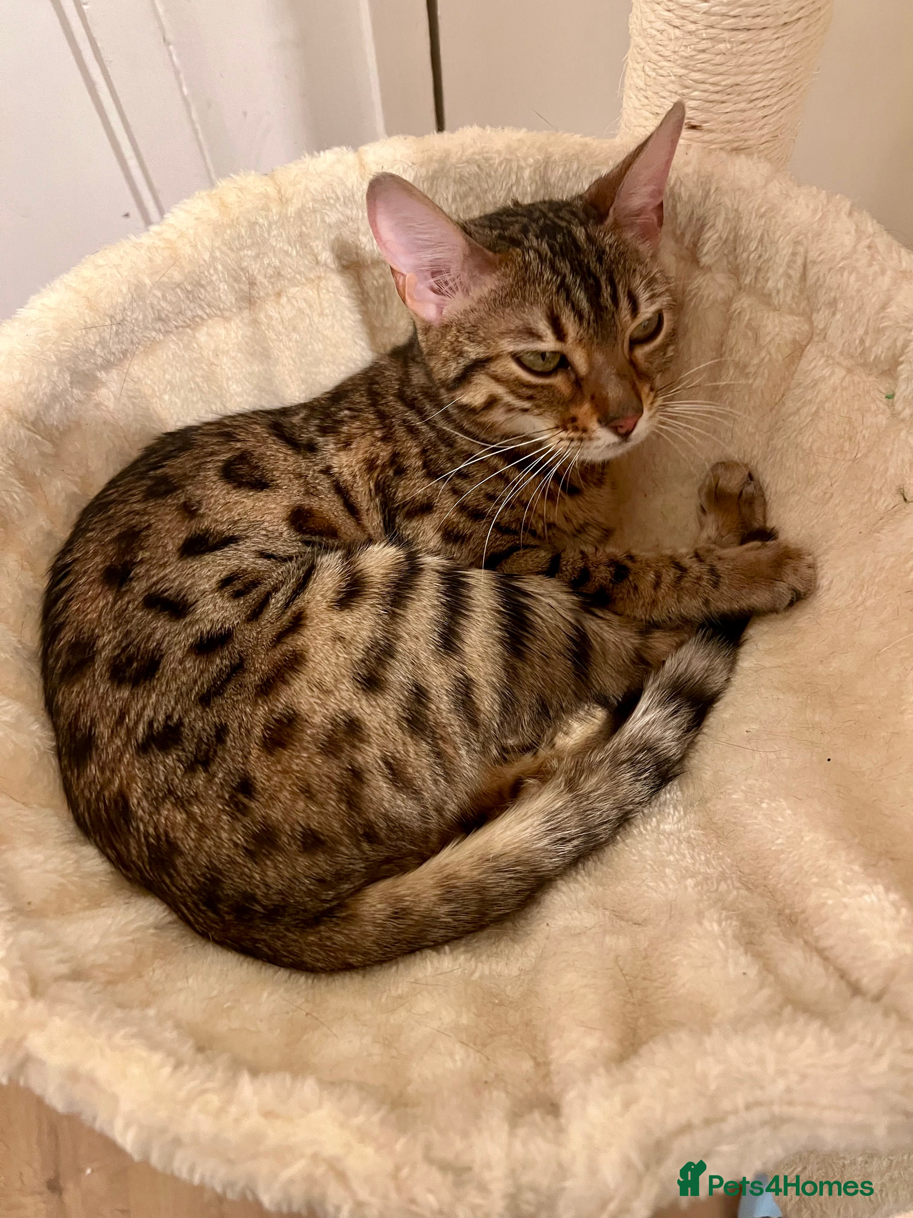 Bengal cats Pure female bengal for sale  - Advert 7