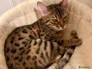 Bengal cats Pure female bengal for sale - Advert 9