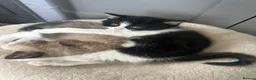 Mixed Breed cats for sale: Ragdoll/Persian - kittens  - Advert 8