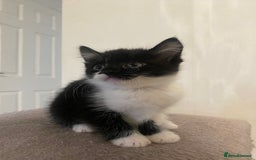 Mixed Breed cats for sale: 3 super fluffy cute kittens  - Image 16