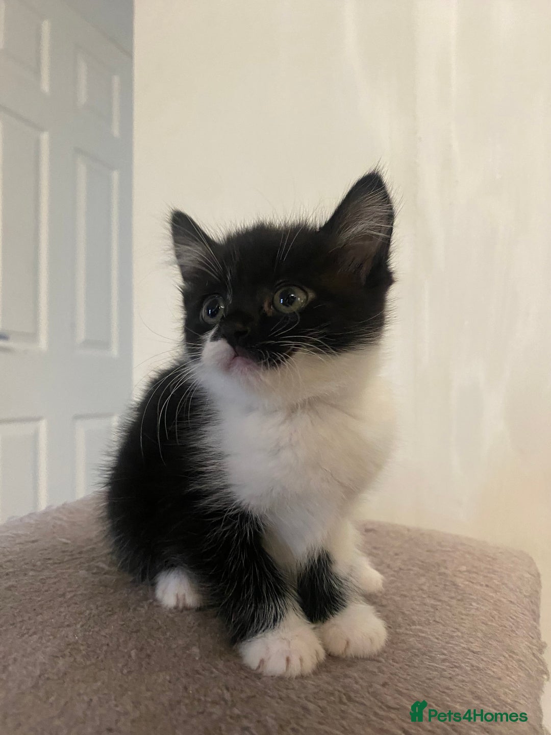 Mixed Breed cats for sale: 3 super fluffy cute kittens  - Image 16