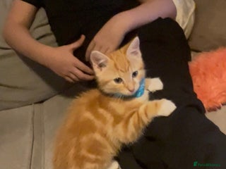 Mixed Breed cats Free Ginger male kitten - Advert 12
