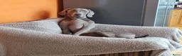 Weimaraner dogs for sale: Weimaraner KC REGISTERED 1yr Girl.  - Advert 13