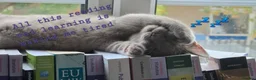 British Shorthair cats for sale: British short hair kittens  - Advert 3