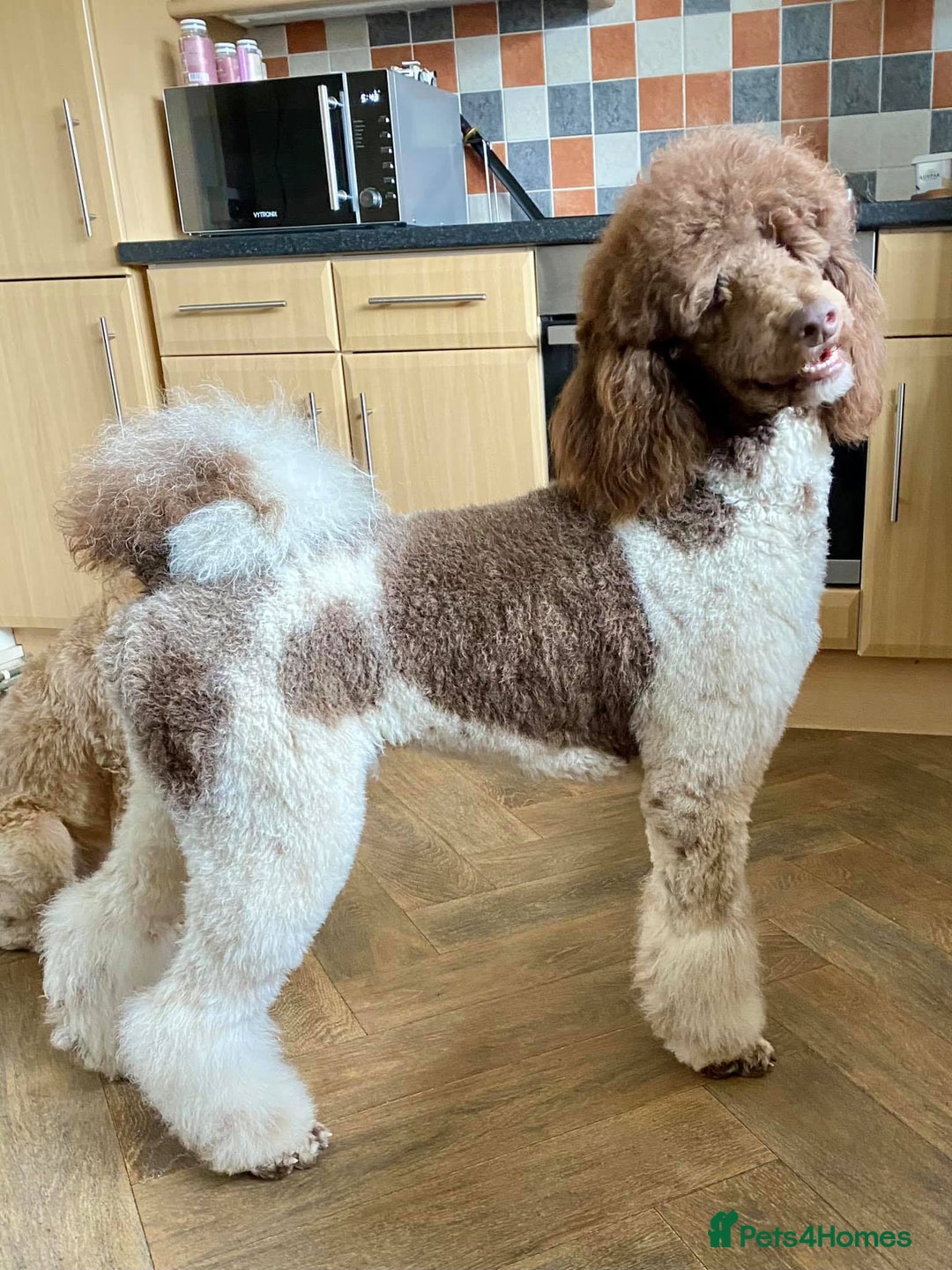 Sheepadoodle dogs for sale: Sheepadoodle puppies F1 - Image 4