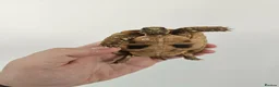 Tortoise reptiles for sale: 3 Juvenile Egyptian Tortoises - Advert 4
