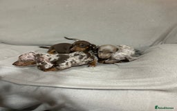 Miniature Dachshund dogs for sale: Stunning pure miniature dachshunds - Image 20
