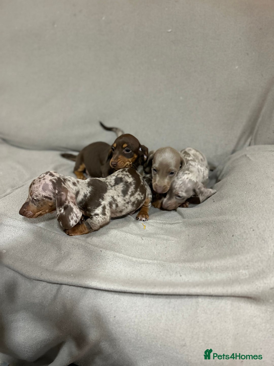 Miniature Dachshund dogs for sale: Stunning pure miniature dachshunds - Image 20