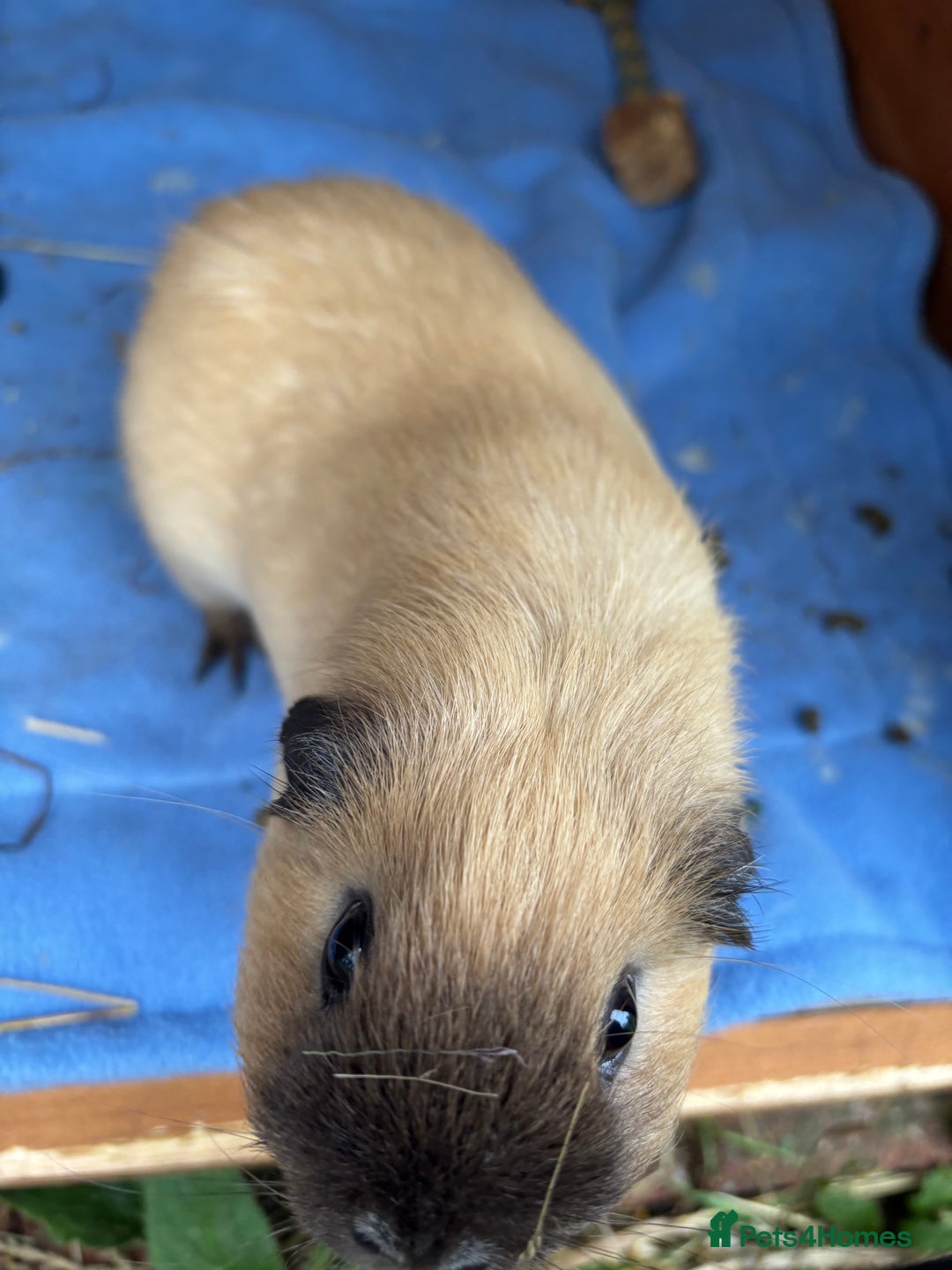 Guinea Pig rodents for sale: 2 male guinea pigs  - Advert 3
