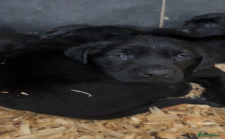 Labrador Retriever dogs Beautiful black KC registered Labradors  - Advert 1