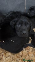 Labrador Retriever dogs Beautiful black KC registered Labradors - Advert 3