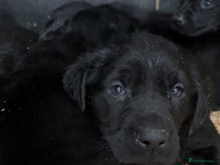 Labrador Retriever dogs Beautiful black KC registered Labradors - Advert 1