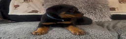 Rottweiler dogs for sale: Rottweiler Pups ready to leave  - Advert 7