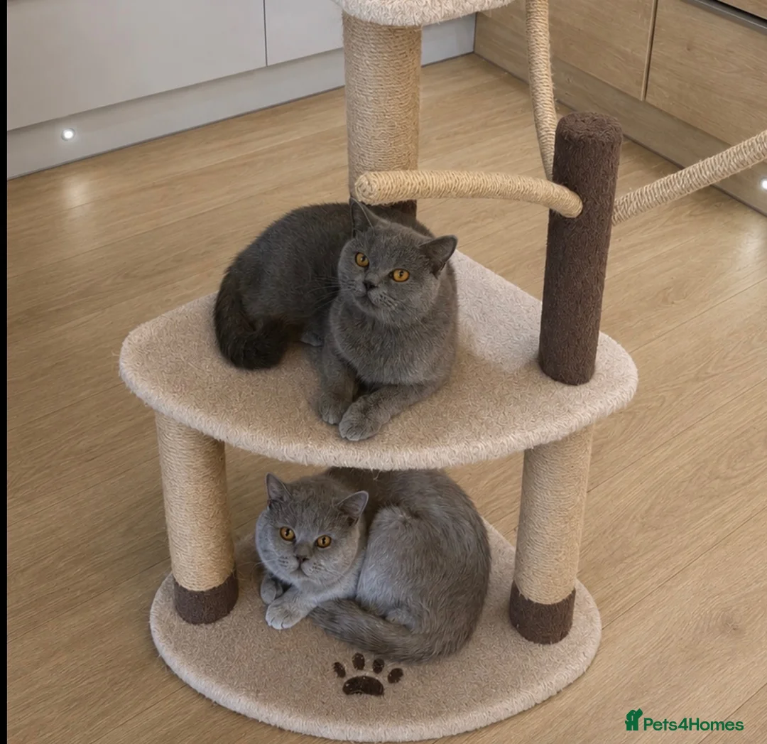 British Shorthair cats for sale: Duchess’s first litter - Advert 4