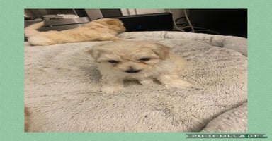 Maltipoo dogs - Advert 1